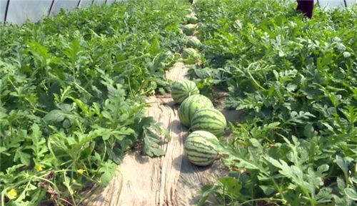 凉山吃瓜爆料视频最新,揭秘当地美食文化背后的故事